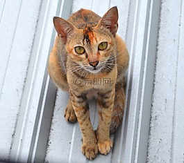 猫,盯着,屋顶