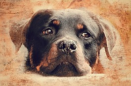 rotweiler,狗,狗的头