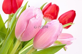 郁金香,花束,春天
