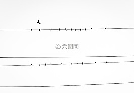 鳥,電源線,動物