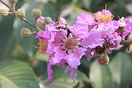 花,粉紅色,公園