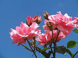 玫瑰,粉紅色,花