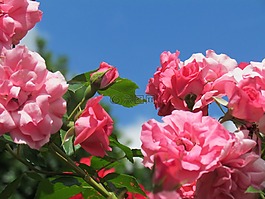 玫瑰,粉紅色,花
