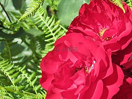 玫瑰,紅色,花