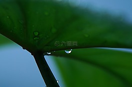 露珠,明天一早,绿叶