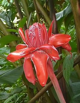 etlingera wyniosła,etlingera 姜,性质