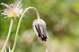 pasque花,花,開花