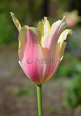 花,自然,夏天