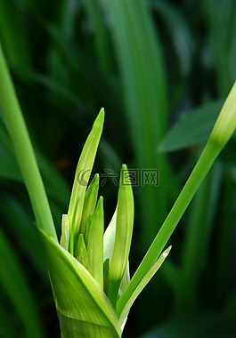 花蕾,天性,藍色