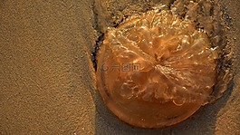 海灘,海蜇,沙