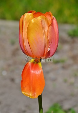 郁金香,花,自然