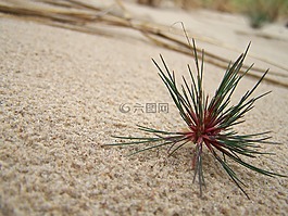 砂,沙丘,斯沃温斯基国家公园