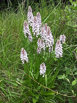 蘭花,花,廠