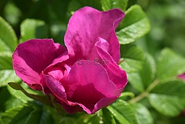 野生玫瑰,開花,性質(zhì)
