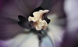 蘭花,花,紫色