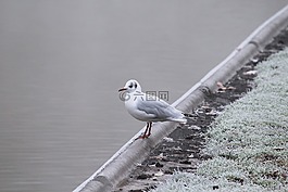 海鷗,水禽,鳥