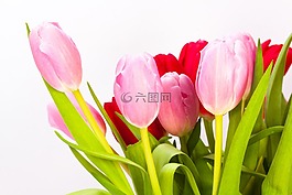 郁金香,花束,春天