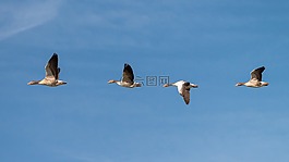 鵝,飛,飛的鳥