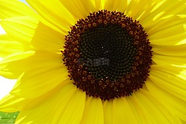 向日葵,黃色,花卉