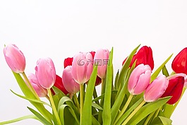 郁金香,花束,春天