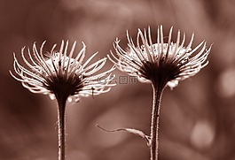 花,植物,花瓣