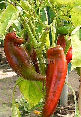 辣椒粉,尖尖的辣椒,植物