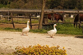 鵝,農場,運動