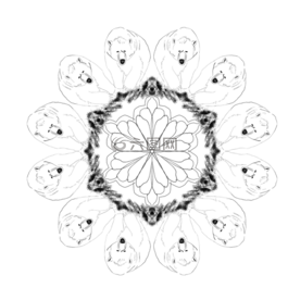 曼陀羅,熊,性質(zhì)
