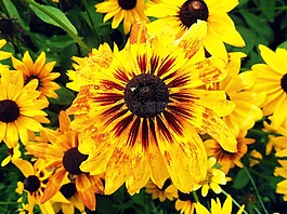 黃色,花,性質(zhì)