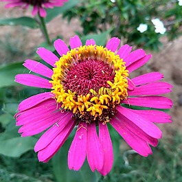 鲜花,花园,美丽