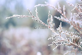 樹,分支機構(gòu),葉子