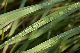露,叶子,草
