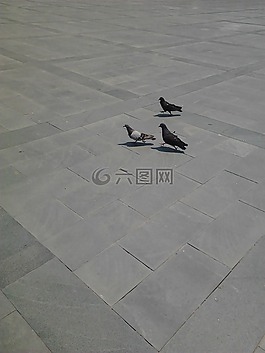 三,美麗,鴿