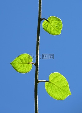 葉子,植物,綠色
