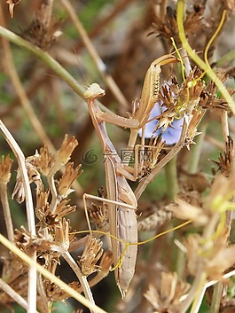 螳螂菩提樹,昆蟲,螳螂