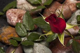 玫瑰,紅色,花卉