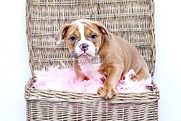 小狗,斗牛犬,狗