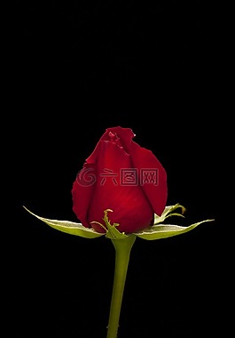 玫瑰,紅色,花卉