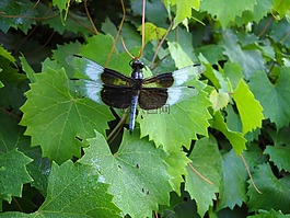 蜻蜓,昆蟲(chóng),自然