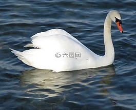 疣鼻天鵝,鳥,天鵝