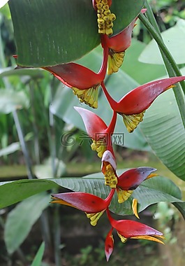 垂花火鳥蕉,植物,花