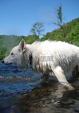 狗,狼,瑞士白色牧羊人