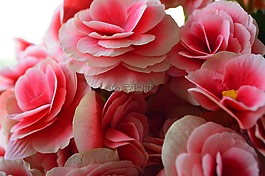 粉色,花卉,花束