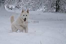 狗,朋友,瑞士白色牧羊人