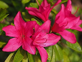杜鵑花,鮮花,春天的花朵
