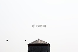 白,天空,鳥(niǎo)