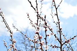 天空,春天,蓝色