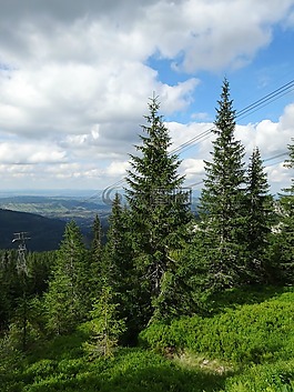 冬奧會(huì),山,樹(shù)