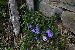 藍(lán)色,花卉,花朵