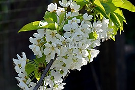 春天,鲜花,果树开花